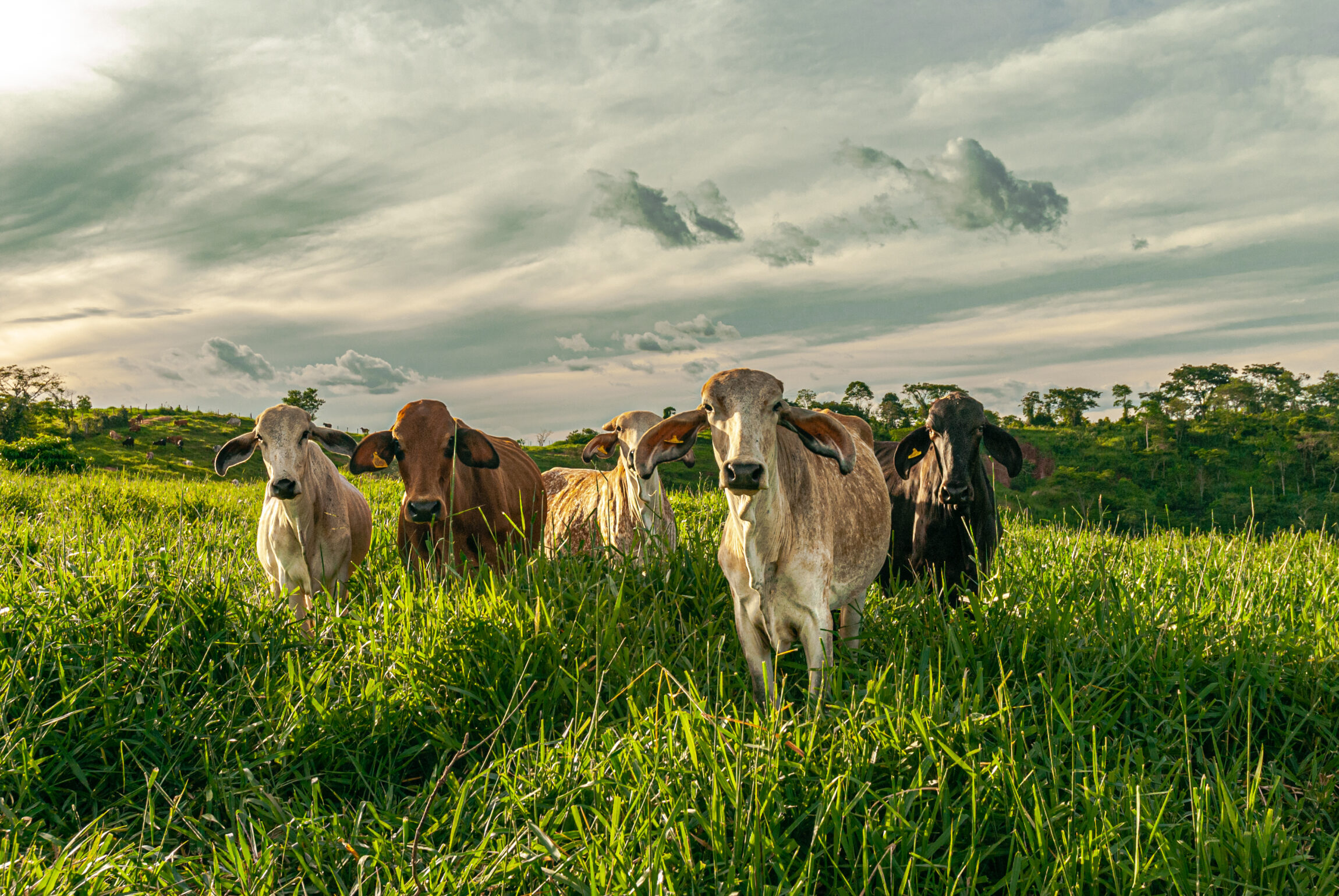 Estação de monta passo a passo Polo Sebrae Agro