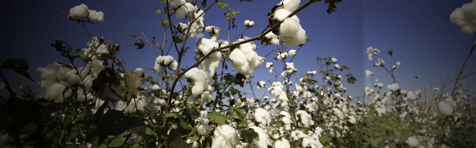 Consultoria Em Cotonicultura Polo Sebrae Agro