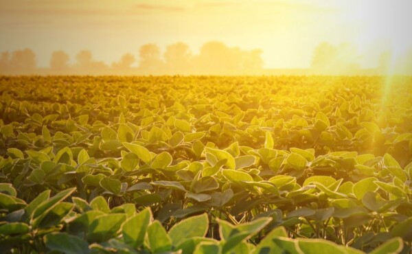 Arquivo de Goiás Polo Sebrae Agro