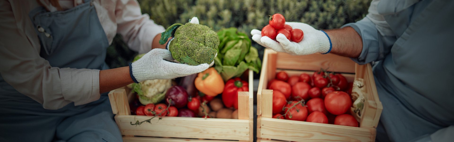 Produzir orgânico rentabilidade Polo Sebrae Agro