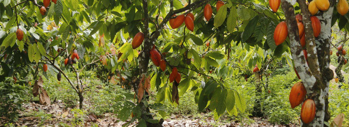 IG Cacau em amêndoas do Sul da Bahia Polo Sebrae Agro