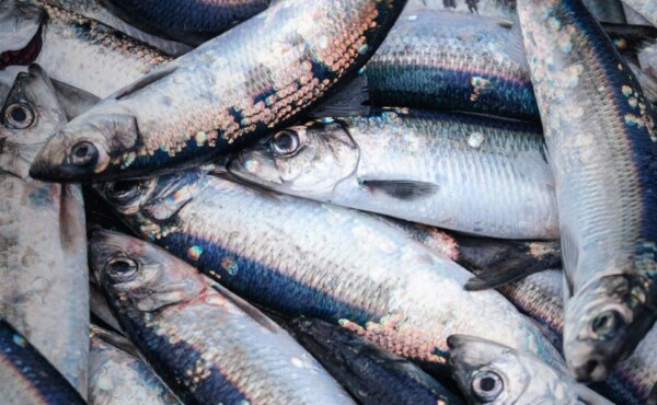 Beneficiamento do pescado com a retirada da espinha do peixe