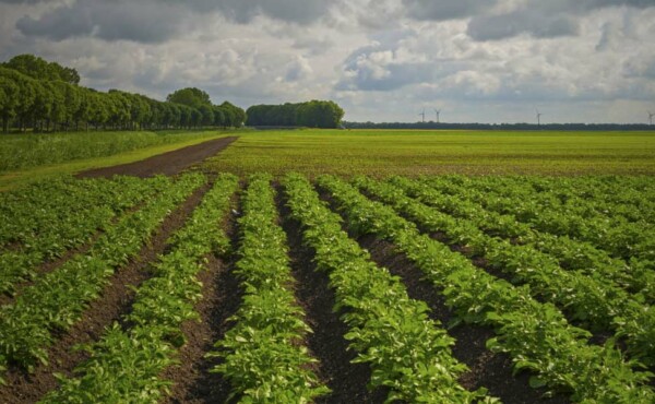 Adequação para Certificação de Produção Integrada da Cadeia Agrícola
