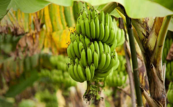 Boas Práticas Agrícolas – Banana