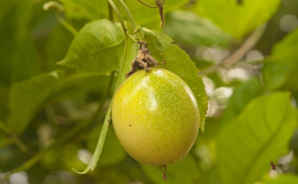 Boas Práticas Agrícolas – Maracujá