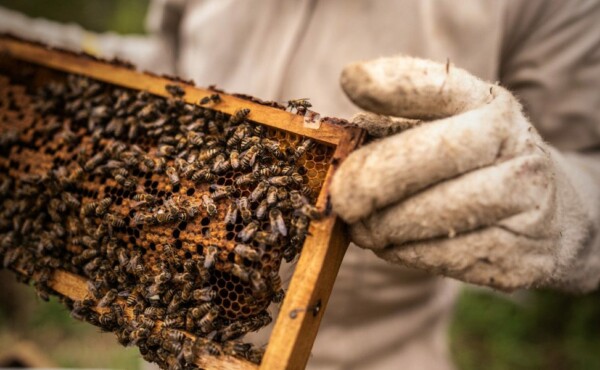 Boas Práticas na Apicultura e na Meliponicultura