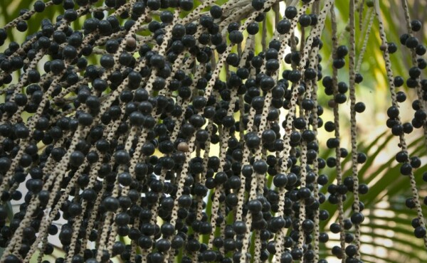 Boas práticas na fabricação de açaí – PAS – Açaí