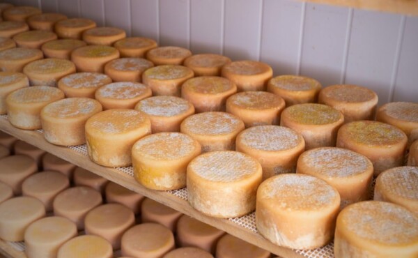 Caderno de Boas Práticas de Produção para o Queijo Artesanal Potiguar – BPPA