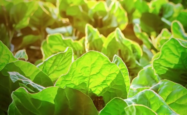Caderno de Campo: Manutenção da Integridade Orgânica – Manual de Preenchimento para Produtores