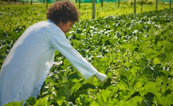 Certificação Conforme Norma Rainforest Alliance para Agricultura Sustentável (RAS)