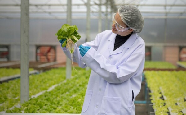 Certificação conforme norma Rainforest Alliance para Agricultura Sustentável (RAS) – Cadeia de Custódia