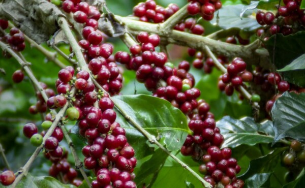 Como Controlar Sua Produção de Café