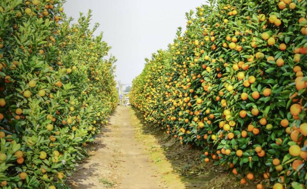 Consultoria em Fruticultura