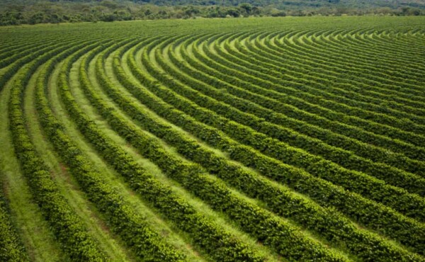 Diagnóstico de mercado e plano de acesso a mercados – agroindústria