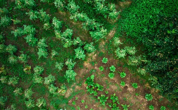 Gestão da Propriedade Rural (Agronordeste)