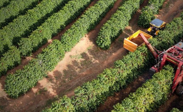 Gestão de empreendimento de agronegócio