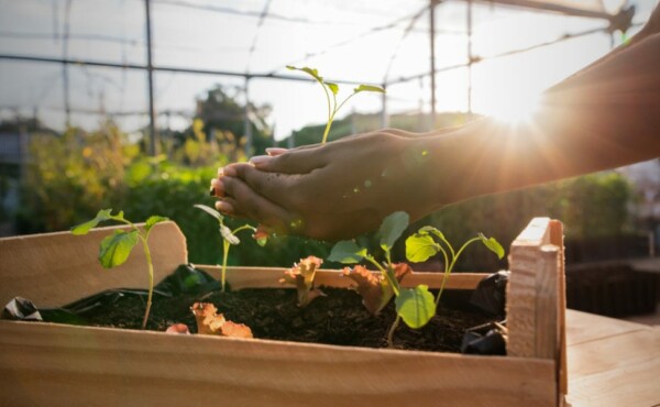 Gestão e sustentabilidade em propriedades rurais