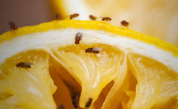 Implantação de estratégias de manejo de moscas-das-frutas baseadas no controle