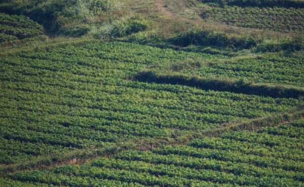 Integra Agro (online)