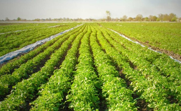 Integra Agro (presencial)