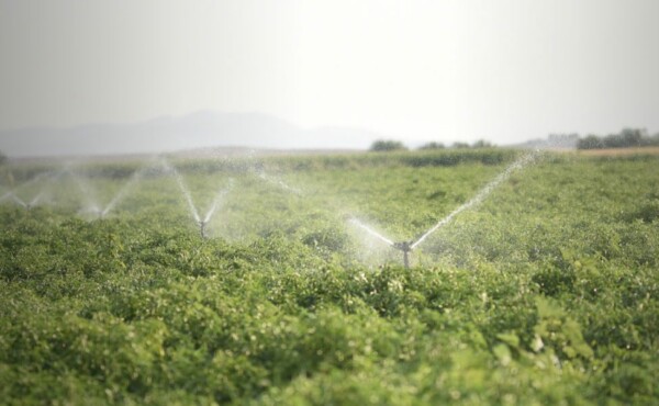 Introdução e Implantação de Tecnologia de Nutrição Vegetal via Fertirrigação