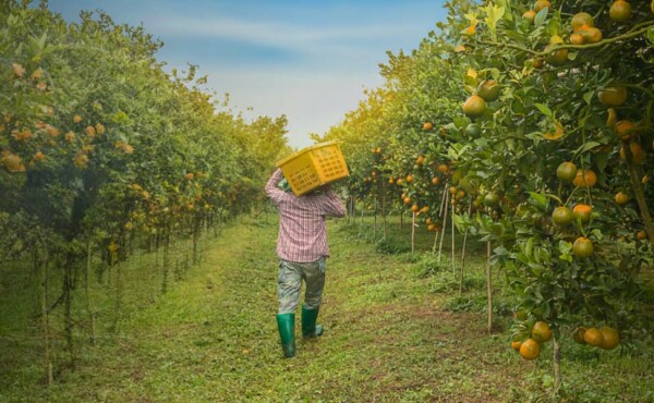 Manejo em Fruticultura