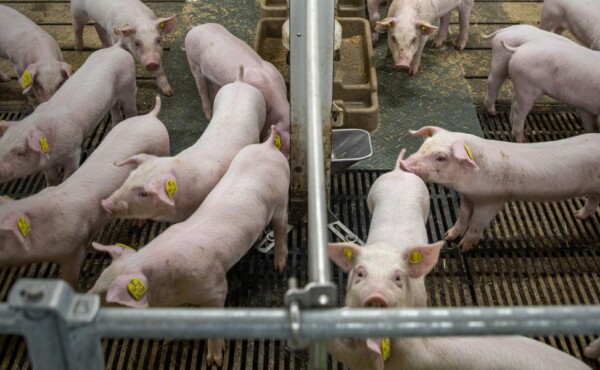 Melhoria do Processo Produtivo Suinícola