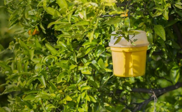 Consultoria para Monitoramento de Mosca-das-Frutas em Pomares de Frutas