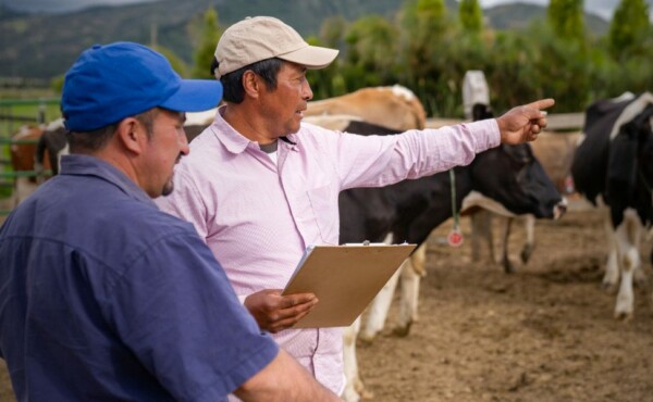 Plano Estratégico de Gestão e Produção de Bovinos