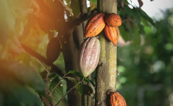 Produção de Amêndoas de Cacau de Qualidade