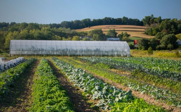 Produção na Propriedade Rural: Agronordeste