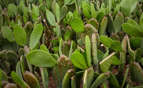 Tecnologia do Cultivo Intensivo da Palma