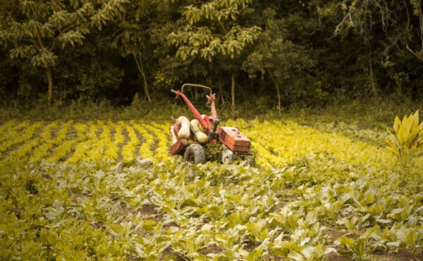 Workshop e Consultoria Agricultura Resiliente: Caminhos para Lidar Com o Impacto Das Mudanças Climáticas