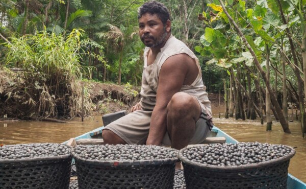 Agronegócio na Amazônia: o desafio de conciliar produção e sustentabilidade