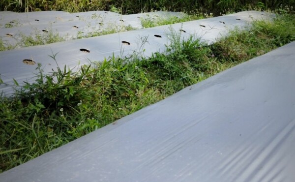 Implantação de Biodigestores