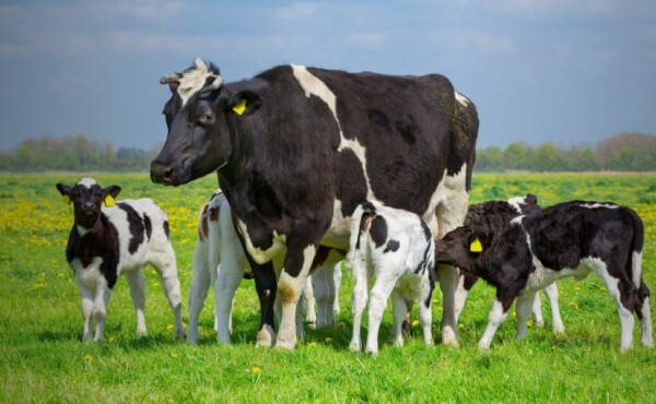 Implantação de Boas Práticas para Aperfeiçoamento de Manejo Reprodutivo
