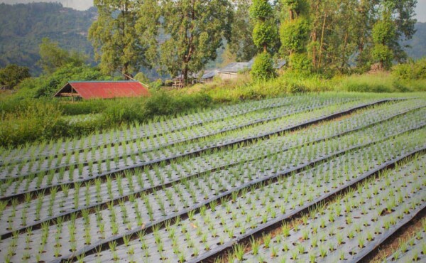 Implantação e Manejo de Sistemas Agroflorestais (SAFS)