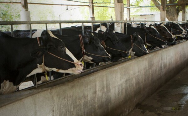 Inseminação Artificial por Tempo Fixo (IATF)