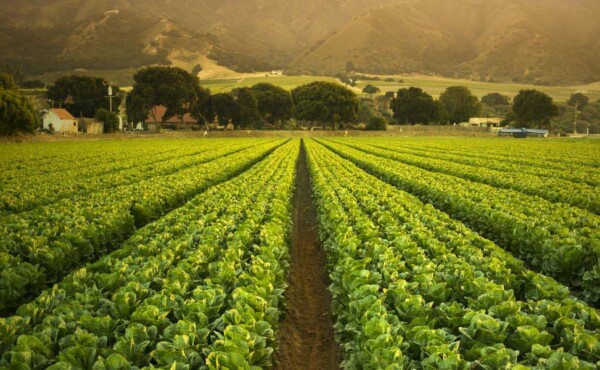 Negócio Certo Rural (NCR)