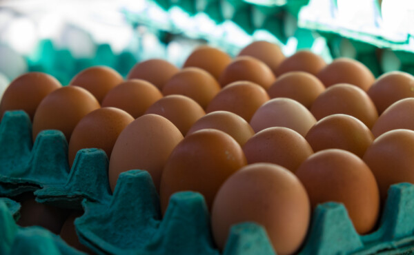 Regularização para comercialização de ovos