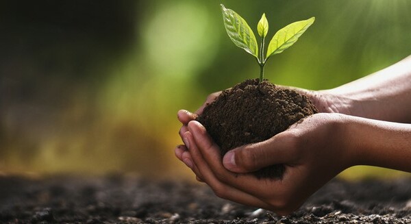 Mudas biofortificadas: segurança alimentar e benefícios para o campo