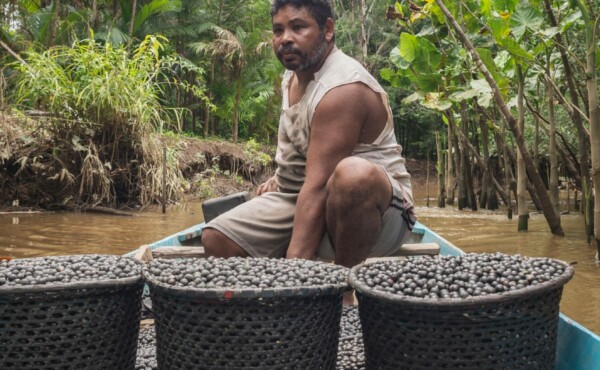 Desafios e oportunidades na produção de açaí