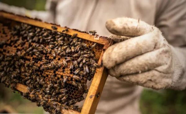 Boas Práticas na Apicultura e na Meliponicultura