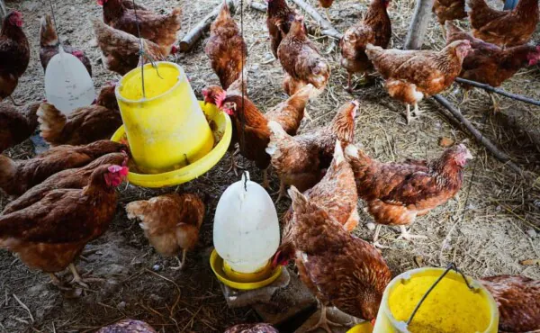 Boas Práticas na Avicultura