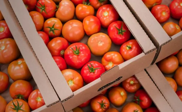 Boas Práticas na Produção Primária e Distribuição de Hortifruti