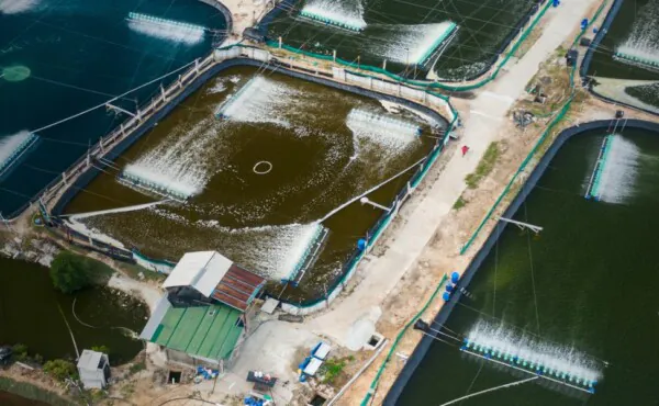 Implantação de Projeto de Produção Aquícola