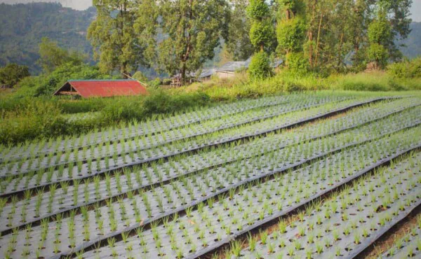 Implantação e Manejo de Sistemas Agroflorestais (SAFS)