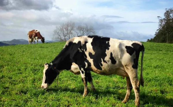 Polo Sebrae Agro apresenta iniciativa para aprimorar manejo reprodutivo de vacas leiteiras