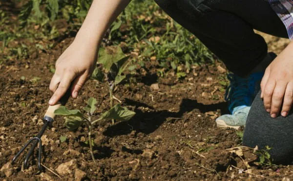 Cobertura vegetal (mulching) para proteção do solo