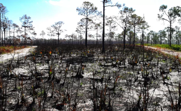 Gestão de riscos contra incêndios na propriedade